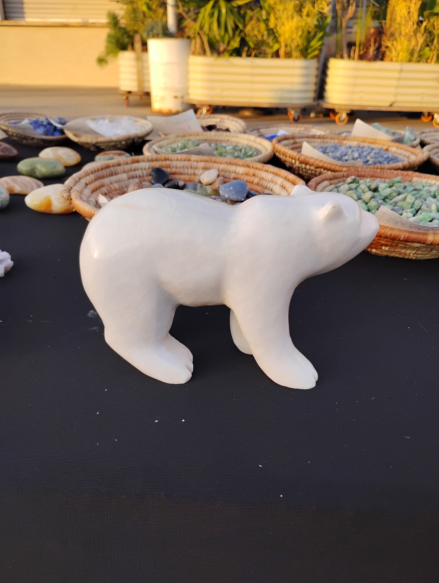 Polar bear