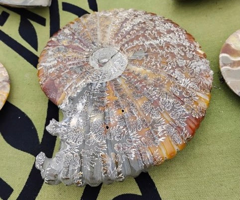Large ammolite